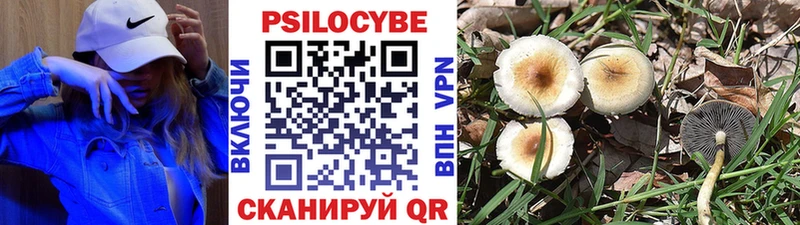 где купить Волосово Галлюциногенные грибы MAGIC MUSHROOMS